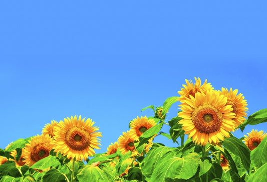 【重要】夏季休業期間中の発送について